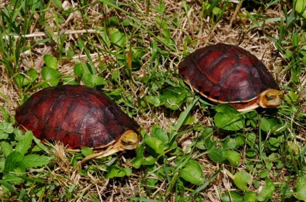 mccord's box turtle