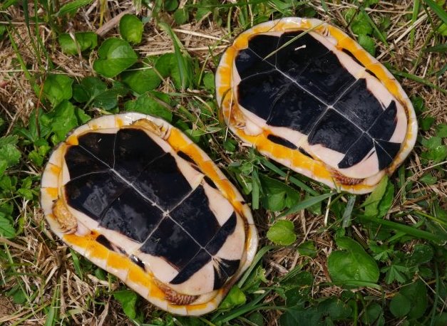 mccord box turtle