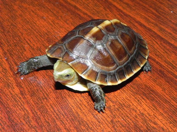 Baby Chinese Box Turtle For Sale - Image 2