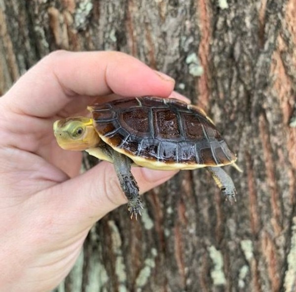 Baby Chinese Box Turtle For Sale - Image 3