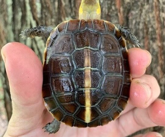 chinese box turtle