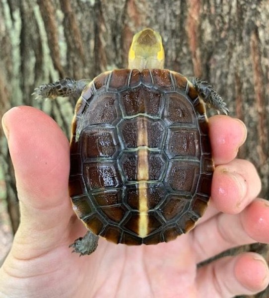 chinese box turtle