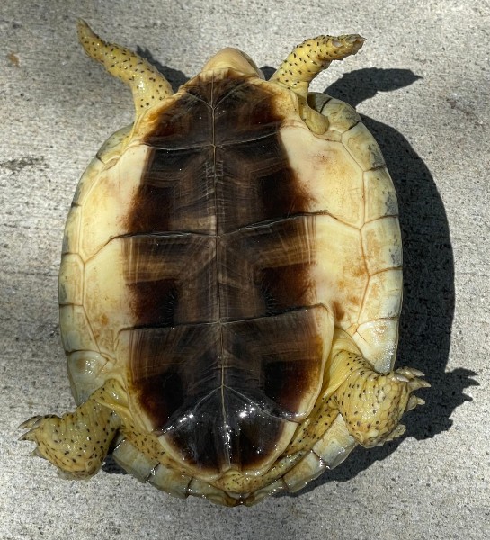 Furrowed Wood Turtle for Sale - Image 2