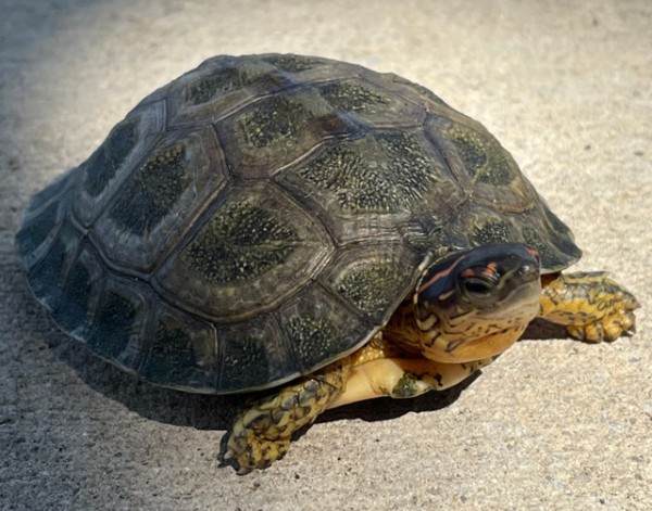 Furrowed Wood Turtle for Sale - Image 3