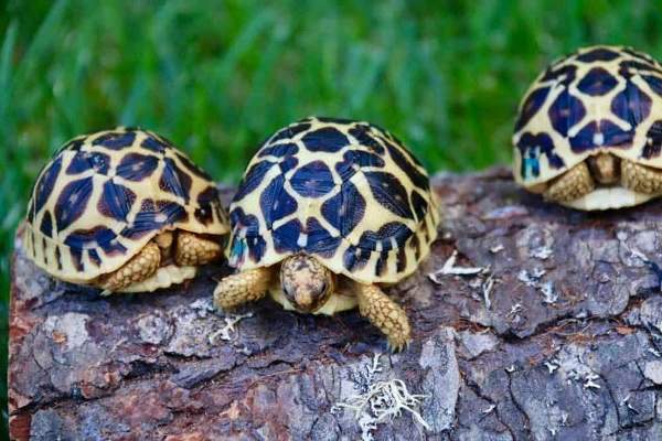 indian star tortoise