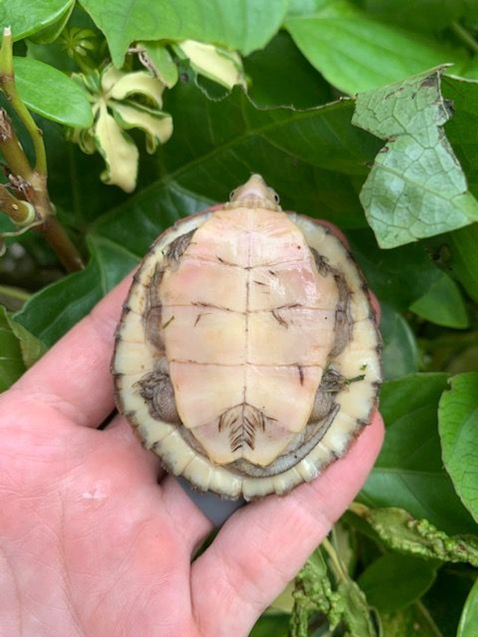 Four Eye Turtle