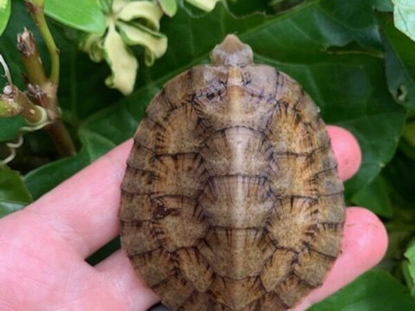 Four Eye Turtle