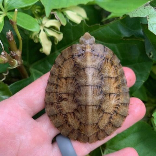 Four Eye Turtle
