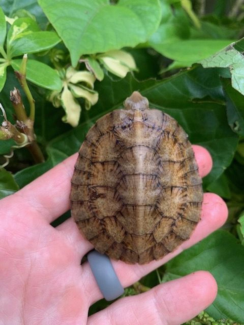 Four Eye Turtle
