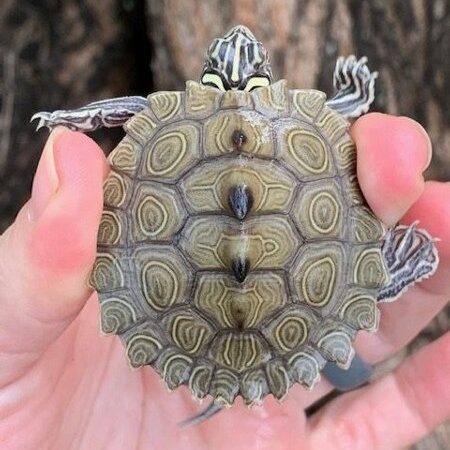 Southern Black Knobbed Map Turtle