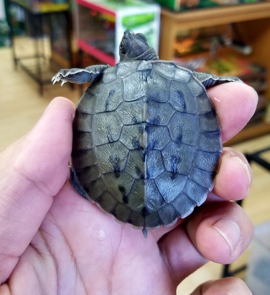 Painted River Terrapin Turtle