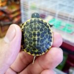 florida chicken turtle