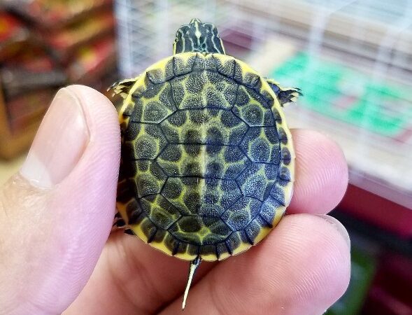 florida chicken turtle