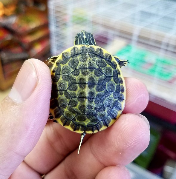 florida chicken turtle