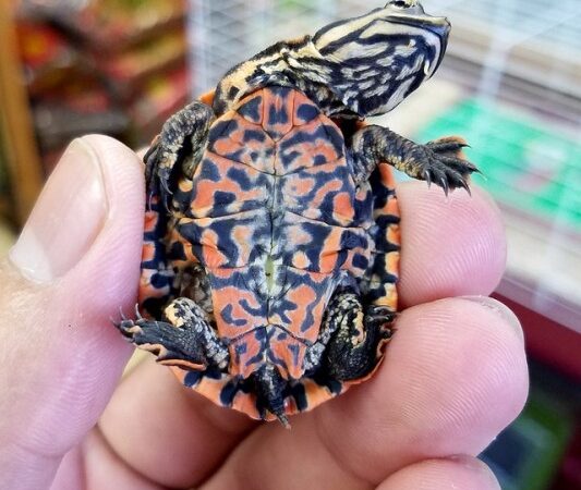 geoffrey's sideneck turtle