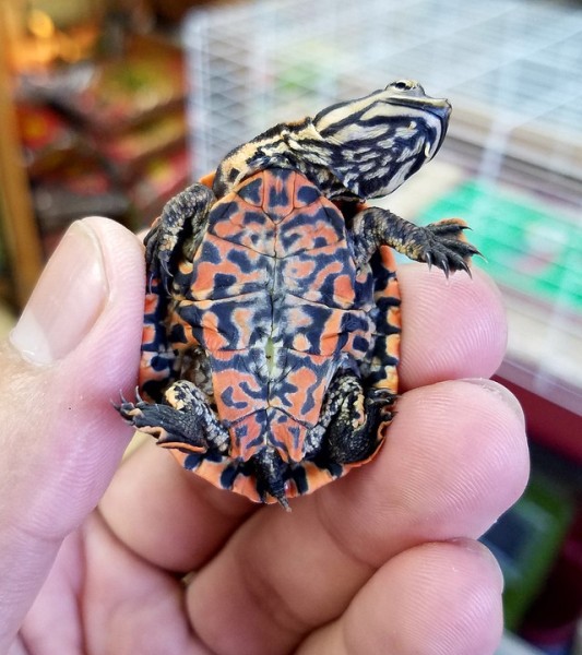 geoffrey's sideneck turtle