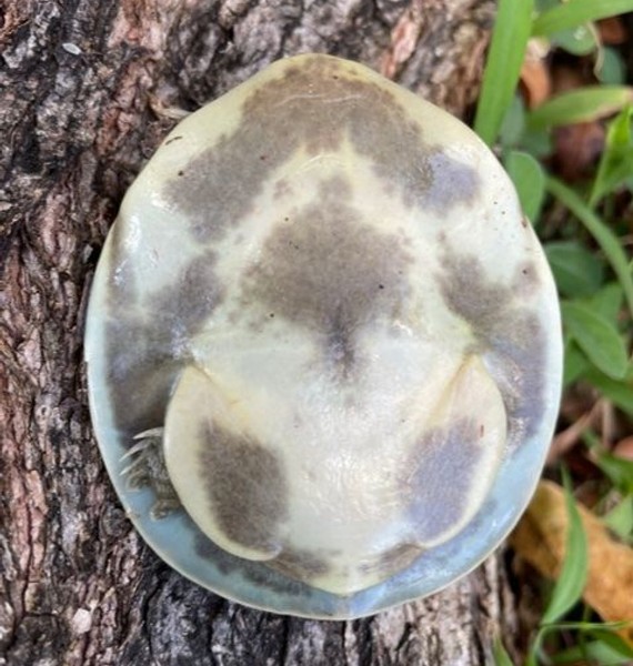 Senegal Flap Shell Turtle