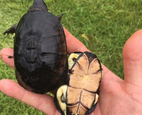 african sideneck turtles