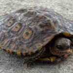 Ornate Wood Turtle