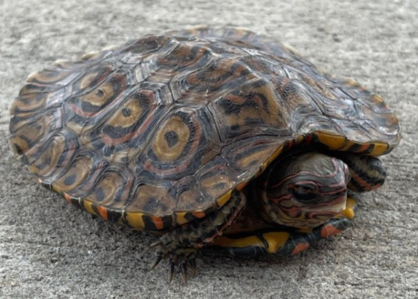 Ornate Wood Turtle