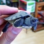 river terrapin turtle