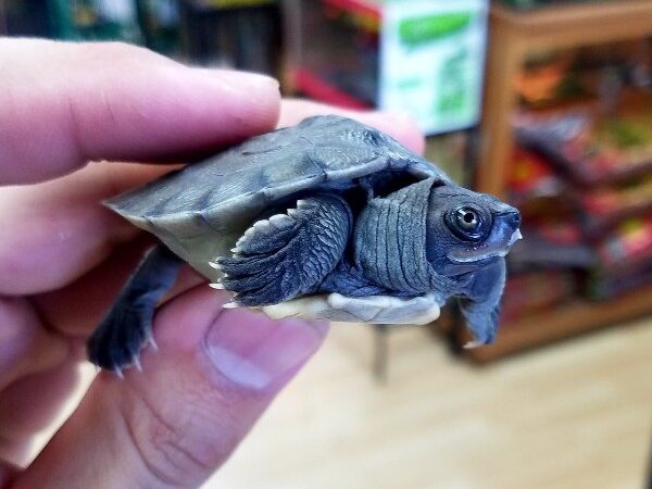 river terrapin turtle