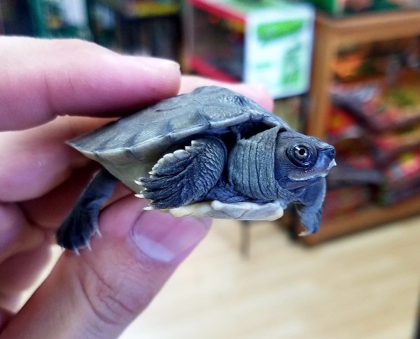river terrapin turtle