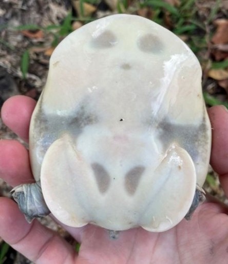 Indian Flap Shell Turtle
