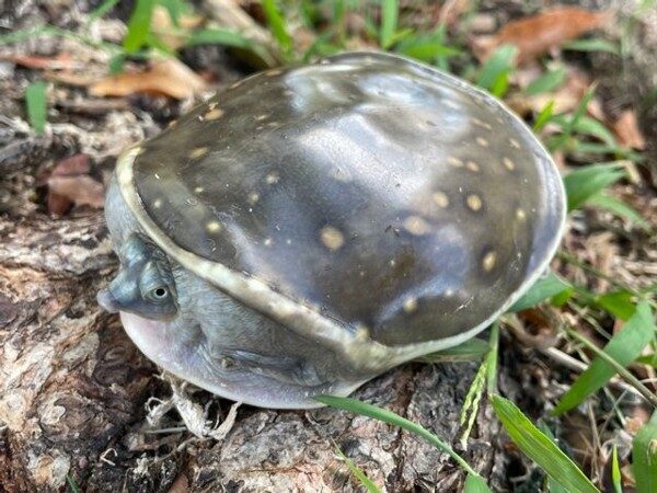 Indian Flap Shell Turtle
