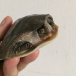 soft shell turtle for sale