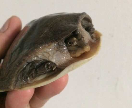 soft shell turtle for sale