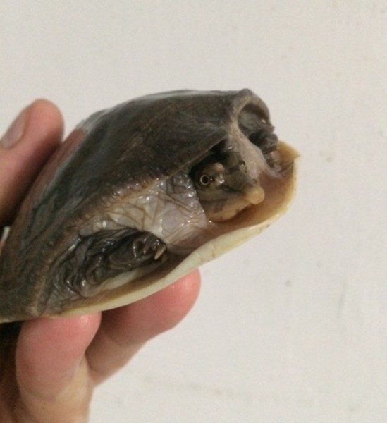 soft shell turtle for sale