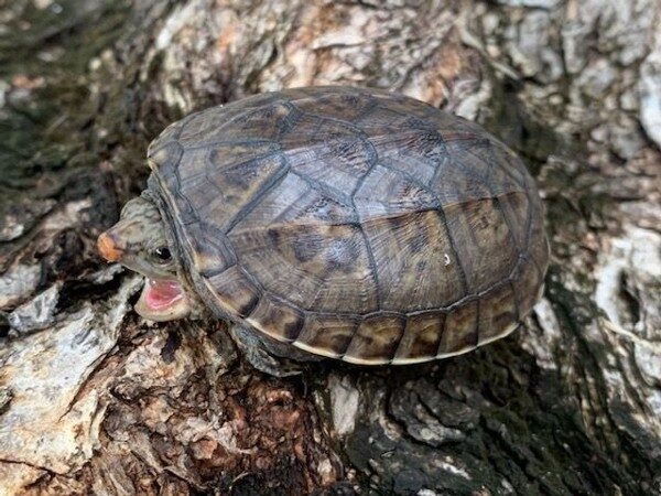 pacific pond turtle