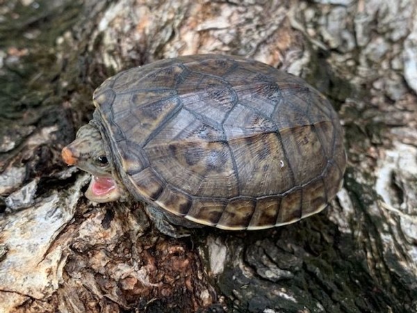 pacific pond turtle
