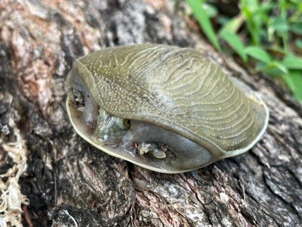 Senegal Flap Shell Turtle