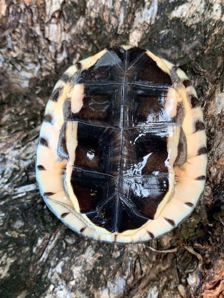 Golden Coin Turtle