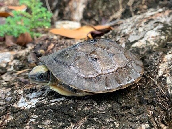 golden coin turtle