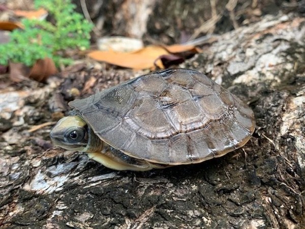 golden coin turtle