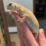 egyptian uromastyx