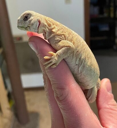 egyptian uromastyx