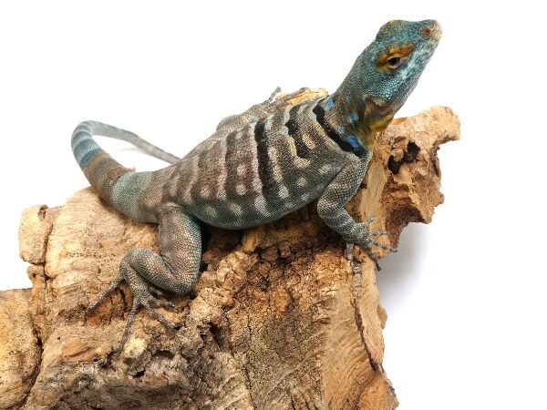 Buy Baja Blue Rock Lizard Online