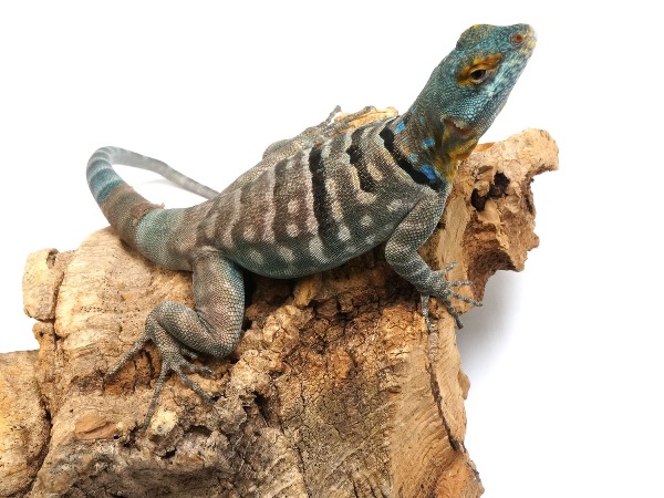 Buy Baja Blue Rock Lizard Online