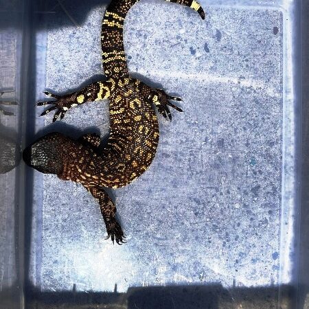 beaded lizard