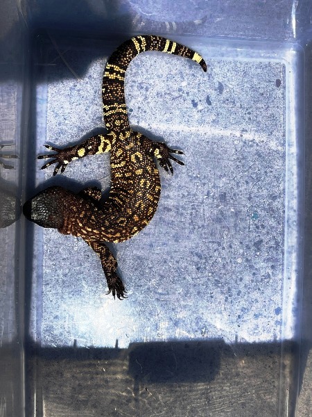 beaded lizard
