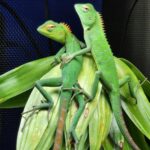 calotes lizard