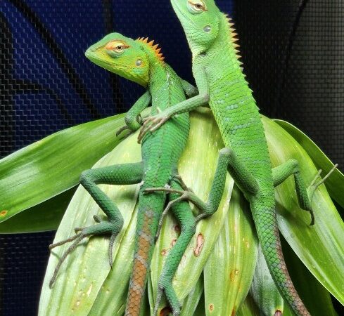 calotes lizard