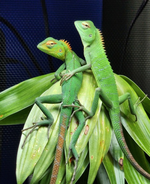calotes lizard