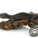 blue tree monitor lizard