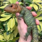 caiman lizard