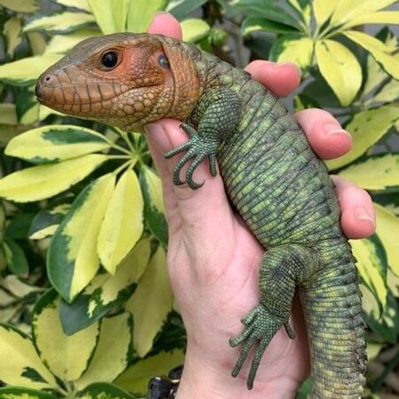 caiman lizard